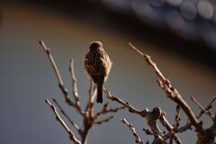 見てますよ～