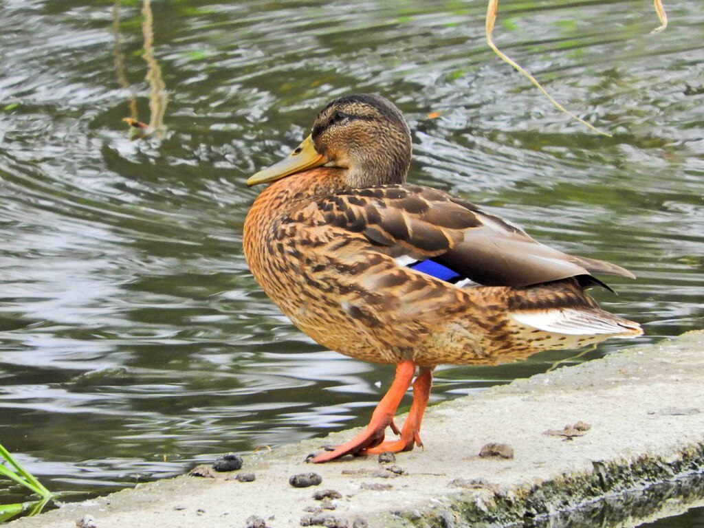 マガオな