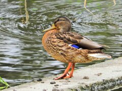 マガオな