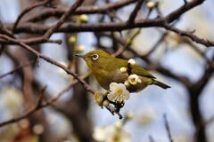 あっち向いて