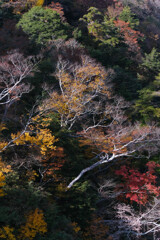 吊り橋下の樹木
