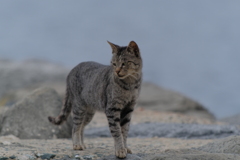 猫の島の住民6