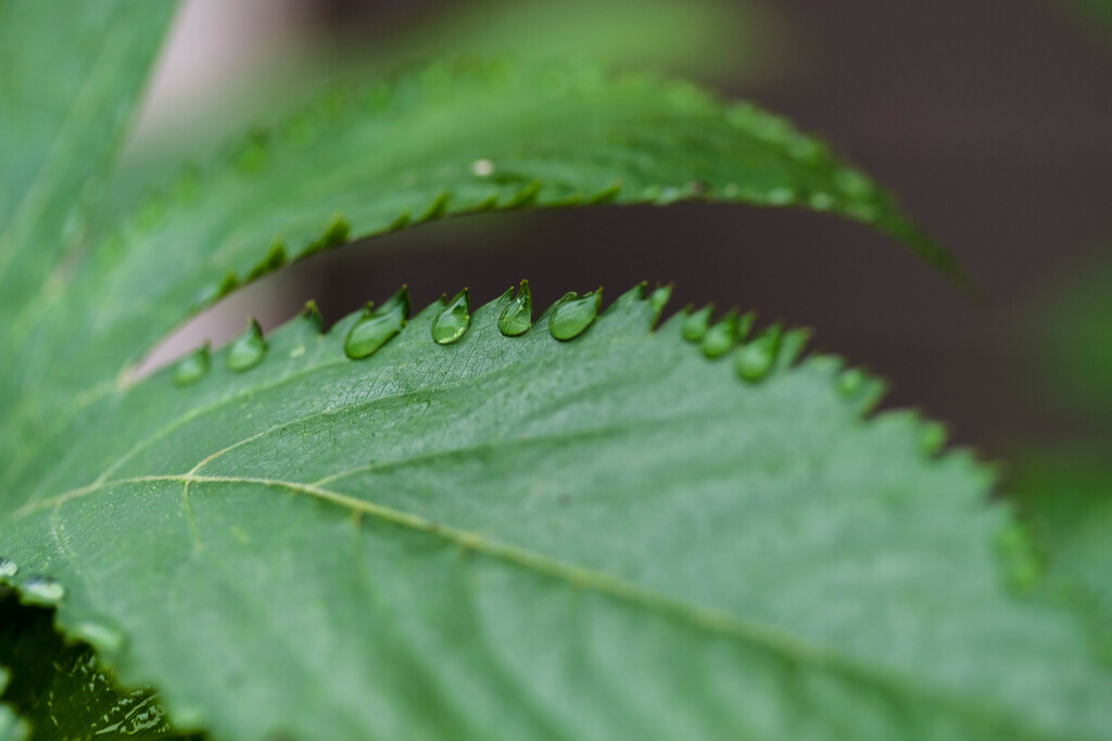 雨の雫