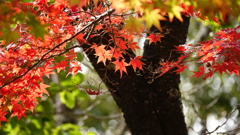 二色の紅葉