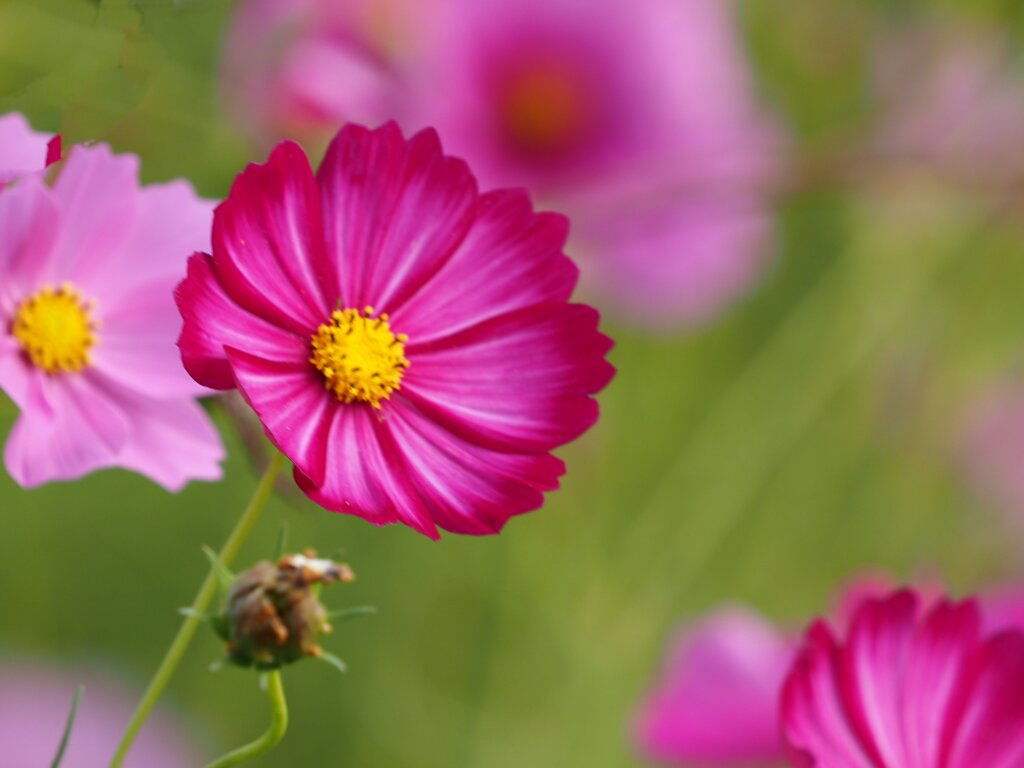 秋桜②