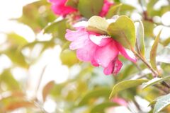 雪を纏った山茶花