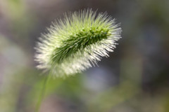 散歩で出逢った花たち5