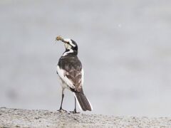 ハクセキレイ
