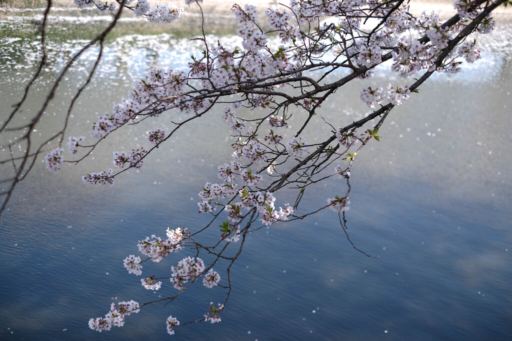 川と桜