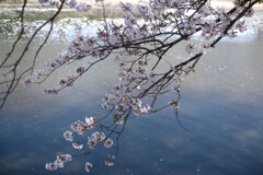 川と桜