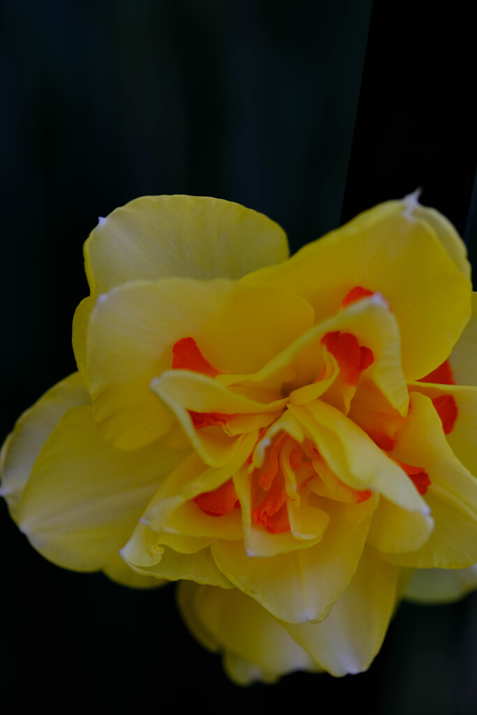 近所の花