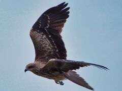 鳶飛行