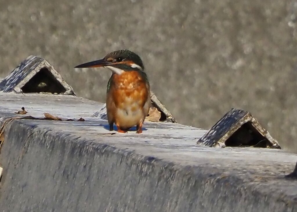 カワセミの佇み