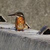 カワセミの佇み