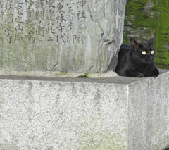狛猫