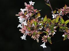 アベリア