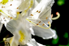 近所の花でレッスン2