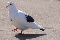 私はハトです。