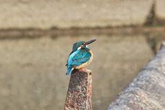 カワセミ