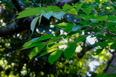 木遊び6
