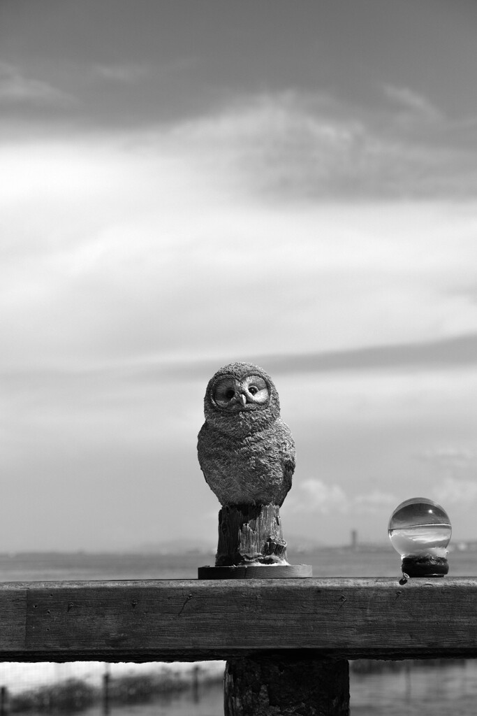 フクロウ