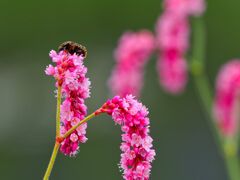 セマダラコガネ