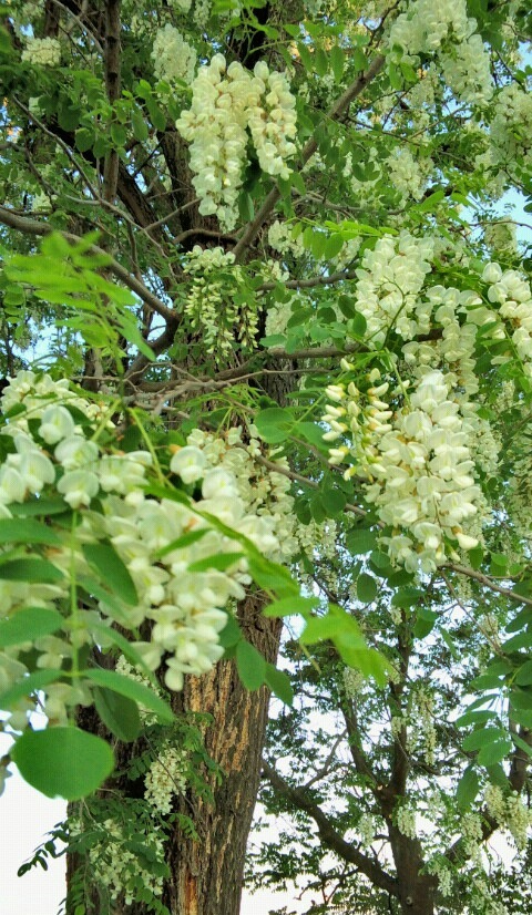 ｢ﾆｾｱｶｼｱ｣花