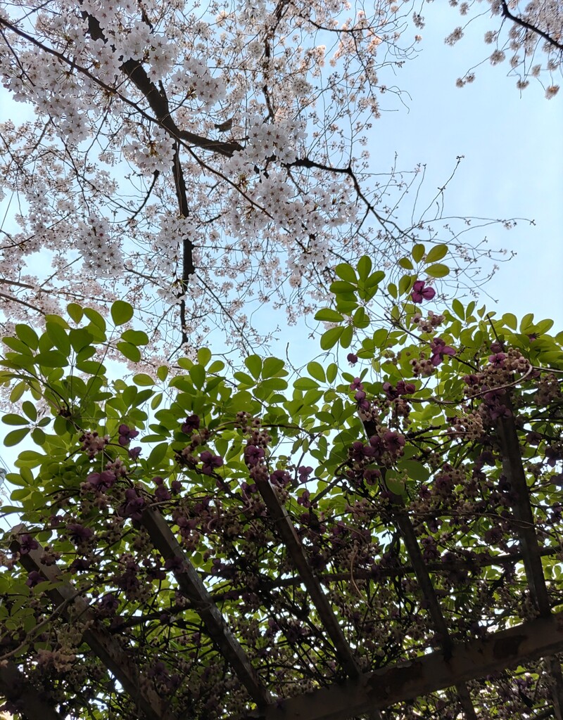 「春風景」