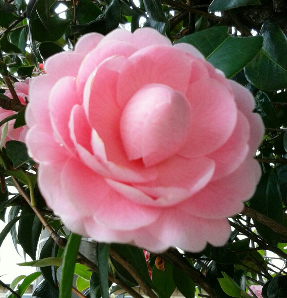｢ﾂﾊﾞｷ｣花