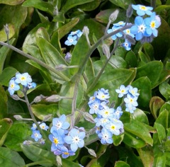 ｢ﾜｽﾚﾅｸﾞｻ｣花