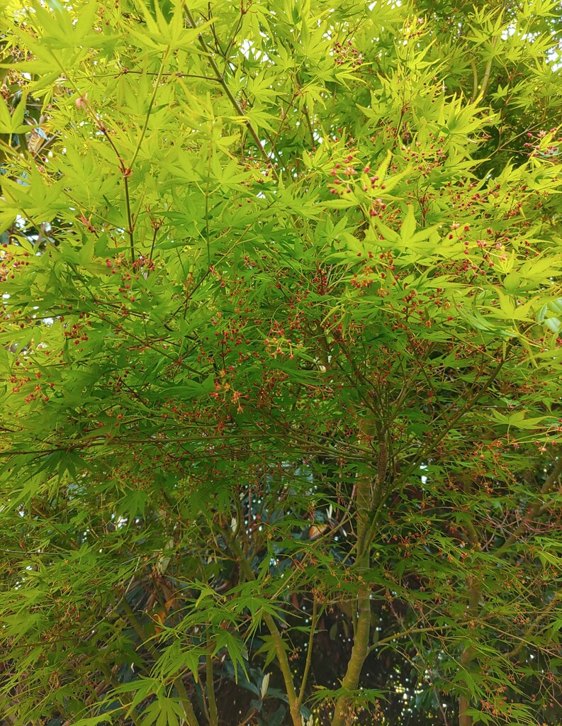 ｢ﾓﾐｼﾞ｣花