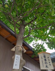 『ﾀﾗﾖｳ』