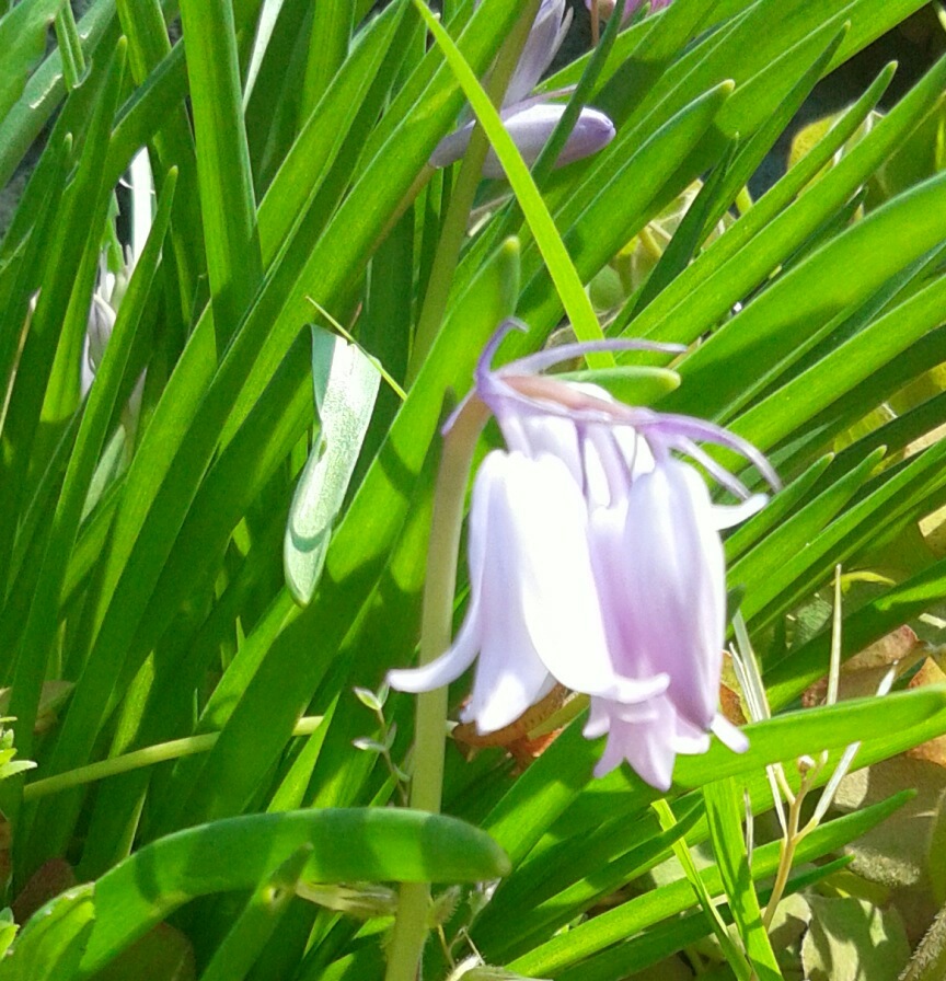 ｢ﾂﾘｶﾞﾈｽﾞｲｾﾝ｣花