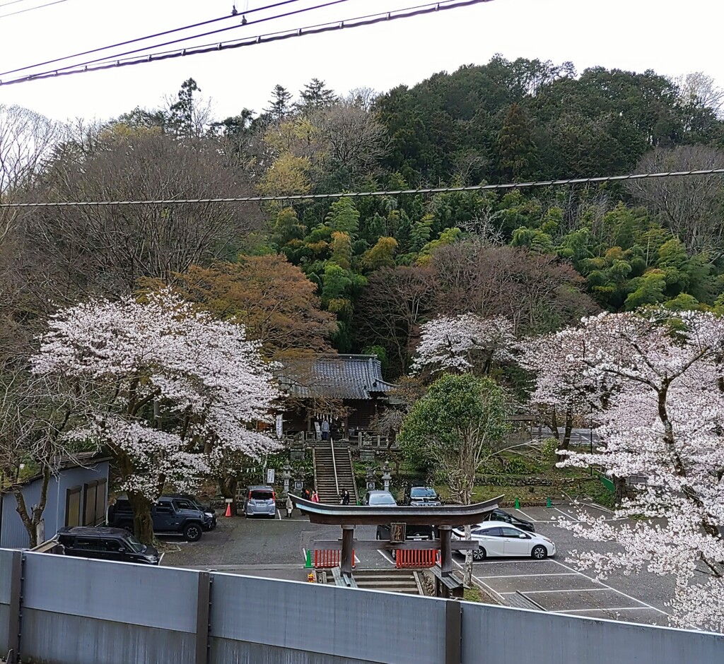 [氷川神社]