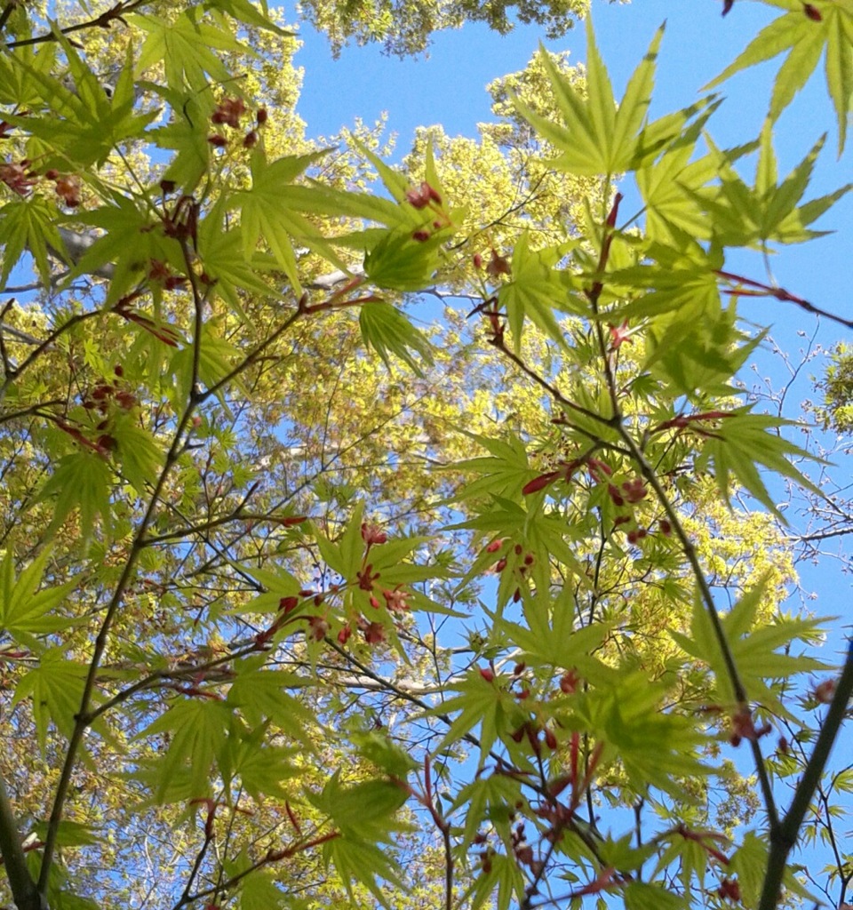 ｢ﾓﾐｼﾞ｣花