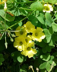 ｢ｶﾀﾊﾞﾐ｣花