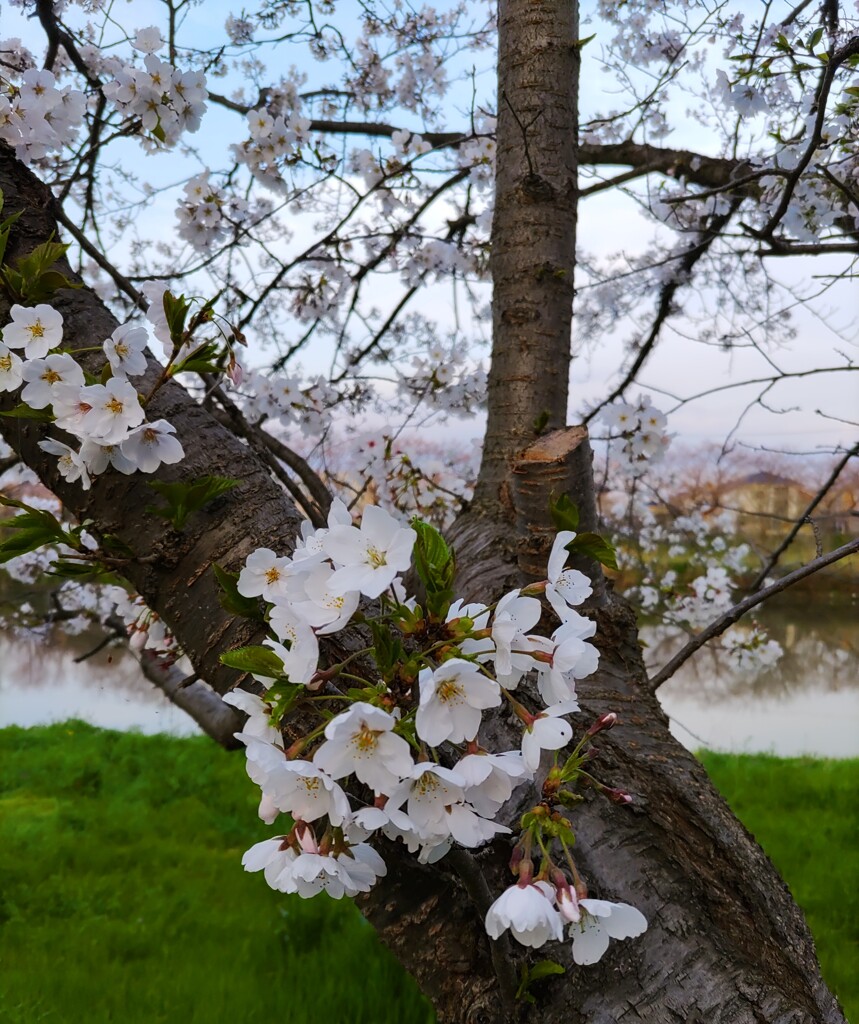 ｢ｻｸﾗ｣