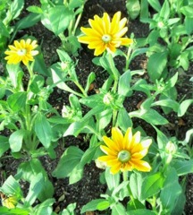 ｢ﾙﾄﾞﾍﾞｷｱ｣花