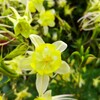 ｢ｵﾀﾞﾏｷ｣花