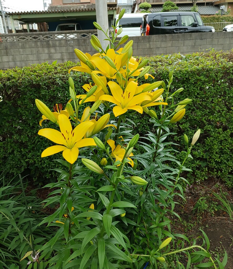 ｢ﾕﾘ｣花