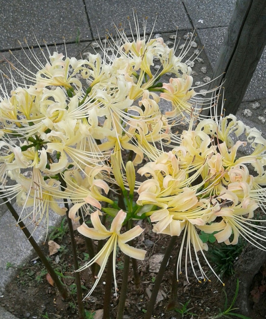 ｢ﾋｶﾞﾝﾊﾞﾅ｣花