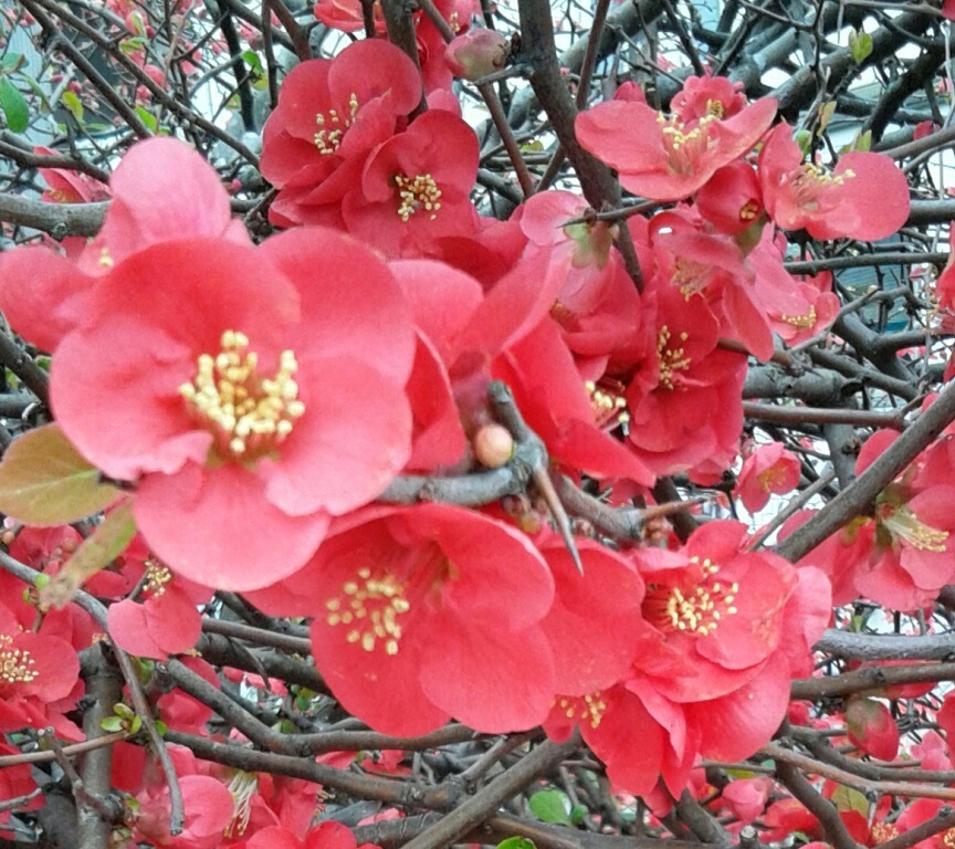 ｢ﾎﾞｹ｣花