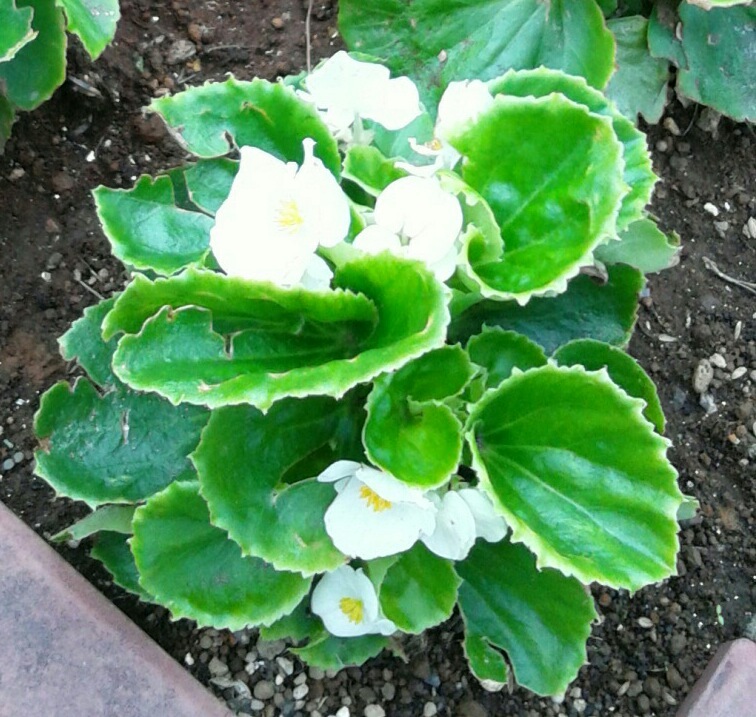 ｢ﾍﾞｺﾞﾆｱ｣花