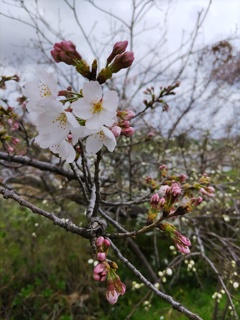 ｢ｻｸﾗ｣蕾