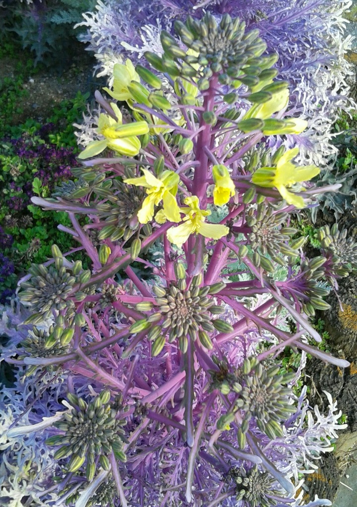 ｢ﾊﾎﾞﾀﾝ｣花