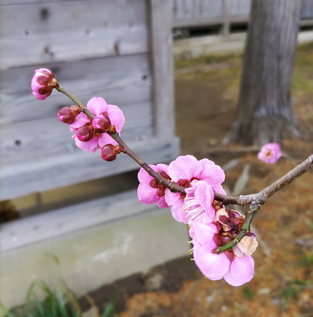 ｢ｳﾒ｣花