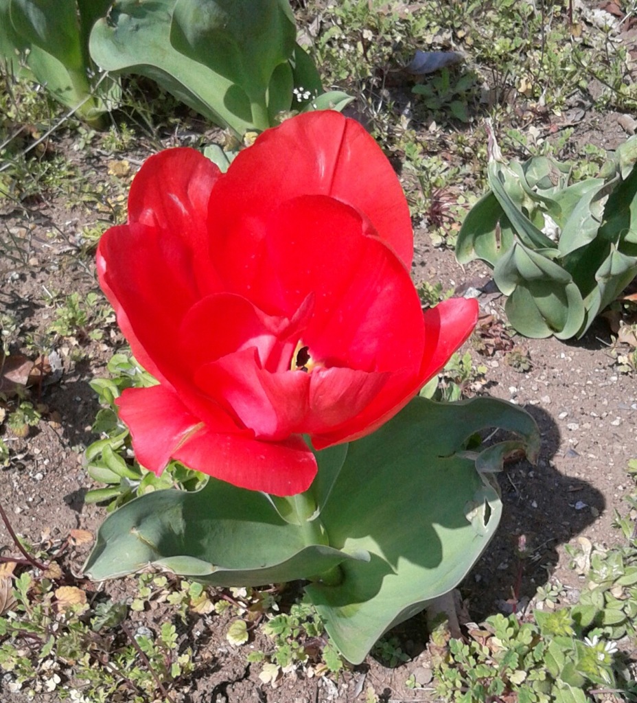 ｢ﾁｭｰﾘｯﾌﾟ｣花