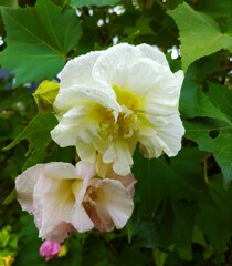 ｢ｽｲﾌﾖｳ｣