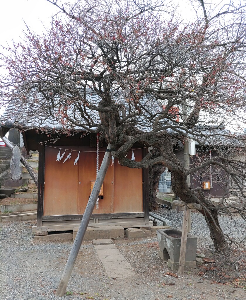 [神社]天神