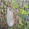 ｢ﾄｳｶﾞﾝ｣実